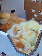 Vleeskuikens, leghennen, kalkoenen, parelhoenders 12 maart, Dieren en Toebehoren, Meerdere dieren