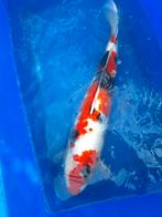 Showa van yagenij 61cm, Dieren en Toebehoren, Vissen | Vijvervissen