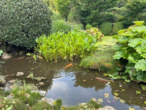 VIJVERPLANTEN, Tuin en Terras, Vijver-toebehoren, Gebruikt, Overige typen, Ophalen