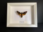 Echte sfinxschedel - Acherontia Atropos - frame, Nieuw, Opgezet dier, Ophalen of Verzenden, Insect