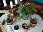 Lot 5 plante verte interieur interieur en pot terre cuite, Maison & Meubles, Plantes d'intérieur, Ombre partielle, En pot, Plante verte