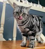 Brits korthaar tabby met stamboom, Dieren en Toebehoren, Poes, Met stamboom, 3 tot 5 jaar