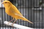 Canaris-kooi, Dieren en Toebehoren