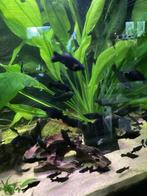Black Molly's, Dieren en Toebehoren, Vis, Zoetwatervis, Schoolvis
