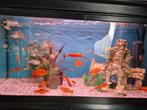 Tropische vissen te koop, Dieren en Toebehoren, Vissen | Aquaria en Toebehoren, Ophalen