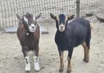 2 jonge geitjes, Dieren en Toebehoren, Schapen, Geiten en Varkens, Vrouwelijk, Geit, 0 tot 2 jaar