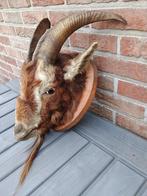 opgezette kop geitenbok, Verzamelen, Dierenverzamelingen, Ophalen of Verzenden, Gebruikt, Boerderijdier, Gewei of Kop