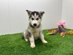 Siberische Husky pups, Dieren en Toebehoren, België, 8 tot 15 weken, CDV (hondenziekte), Poolhond
