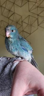 Kakariki  apprivoisés