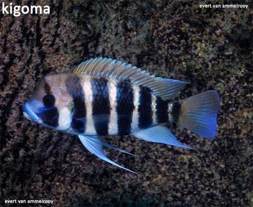 Prachtig koppel Frontosa Kitumba (eigen kweek ), Dieren en Toebehoren, Vissen | Aquariumvissen, Zoetwatervis, Vis