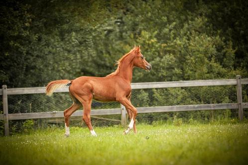 Hengstveulen, Animaux & Accessoires, Poneys, Étalon