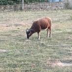 soay bok, Mannelijk, Schaap, 0 tot 2 jaar