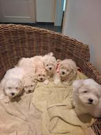 Maltipoo pups (maltezer x toypoedel), Dieren en Toebehoren, België, Maltezer, CDV (hondenziekte), 8 tot 15 weken