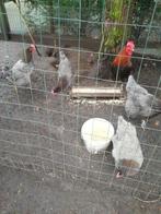 Broedeieren van marans blouw koperhals, Dieren en Toebehoren, Pluimvee