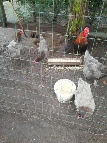 Broedeieren van marans blouw koperhals, Dieren en Toebehoren