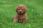 Poedel pups kleine taille 🐾🐩💖, Dieren en Toebehoren, Poedel, 15 weken tot 1 jaar, Buitenland, CDV (hondenziekte)