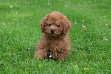 Chiots caniches, petite taille, 15 semaines à 1 an, Étranger, Caniche, Parvovirose