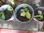 Stekje hazelaar, Tuin en Terras, Planten | Bomen, Ophalen
