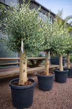 Terrasolijfboom Olea Europaea - op voorraad, Jardin & Terrasse, Plantes | Arbres, Enlèvement, Olivier