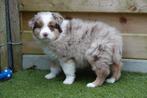 Prachtige Australische herder pups (Aussie pups), Dieren en Toebehoren, Honden | Herdershonden en Veedrijvers, België, CDV (hondenziekte)