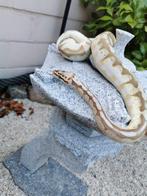 Python Regius te koop, Dieren en Toebehoren, Reptielen en Amfibieën