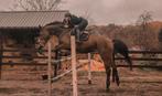 12 jarige BWP ruin, Dieren en Toebehoren, Ruin
