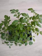 BIOLOGISCHE TOMATENPLANTEN 12 SOORTEN +-25CM HOOG 1€50/P 6P/, Tuin en Terras, Planten | Tuinplanten, Ophalen