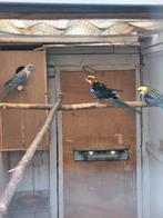 Rosella parkieten, Dieren en Toebehoren, Vogels | Parkieten en Papegaaien