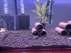 L333, Dieren en Toebehoren, Vissen | Aquariumvissen
