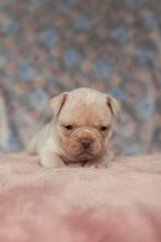Franse Bulldog pups, Dieren en Toebehoren, Honden | Bulldogs, Pinschers en Molossers, Parvo, België, Fokker | Hobbymatig, 8 tot 15 weken