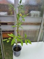 Tomaten plant Cerise Gold Nugget, Ophalen of Verzenden