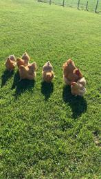 Jonge orpington buff kippen, Dieren en Toebehoren, Pluimvee, Vrouwelijk, Kip