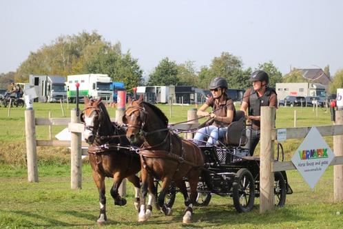 *GERESERVEERD*  A pony ruin te koop, Dieren en Toebehoren, Pony's, Ruin