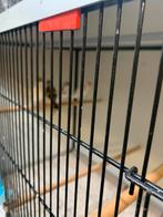 Putters, Dieren en Toebehoren, Vogels | Overige Vogels
