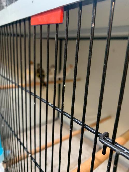 Putters, Dieren en Toebehoren, Vogels | Overige Vogels