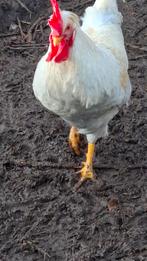 Opal legbar haan '25