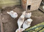 Ronquiere kalkoen te koop, Dieren en Toebehoren, Kalkoen