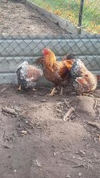 Wyandotte kriel, Dieren en Toebehoren