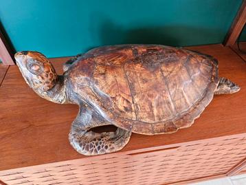 Grote, opgezette, antieke schildpad