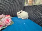 Mooi lief kleurdwergje rammetje, Dieren en Toebehoren, Mannelijk, Dwerg, 0 tot 2 jaar
