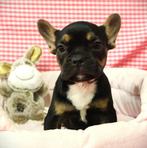 Superleuke Franse Bulldog pups, Dieren en Toebehoren, 15 weken tot 1 jaar, Buitenland, Bulldog, Eén hond