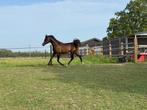 Schimmel jaarling Arabische volbloed hengst, Dieren en Toebehoren, Paarden, Minder dan 160 cm, Gechipt, 0 tot 2 jaar, Hengst