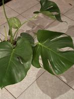 Grote Monstera, Huis en Inrichting, Kamerplanten, Ophalen