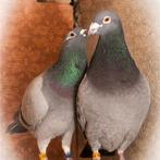 duiven, Dieren en Toebehoren, Vogels | Duiven, Meerdere dieren, Overige soorten