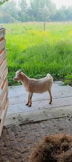 Abrikoos dwerggeit bokje, Dieren en Toebehoren, Schapen, Geiten en Varkens, Mannelijk, Geit, 0 tot 2 jaar