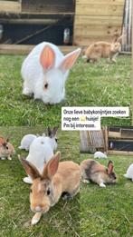Jonge konijnen te koop, Dieren en Toebehoren, Konijnen, Meerdere dieren, Dwerg, 0 tot 2 jaar