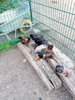 padua kipjes, Dieren en Toebehoren, Mannelijk, Kip