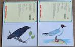 2 oude verzamelkaarten/ kalendertjes over vogels (Samo Chips, Collections, Utilisé, Enlèvement ou Envoi, Gravure, 1960 à 1980