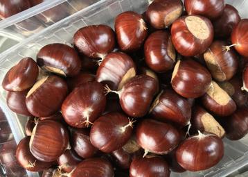 Kastanje Chestnut Chataigne beschikbaar voor biedingen