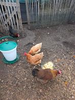 2 bruine legkippen en 2 kleurenleggers, Dieren en Toebehoren, Pluimvee